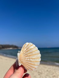 Haarklammer Muschelform Cloud