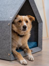 Pethome Perfektes Haus für einen Hund und eine Katze - hellgrau/recycelt