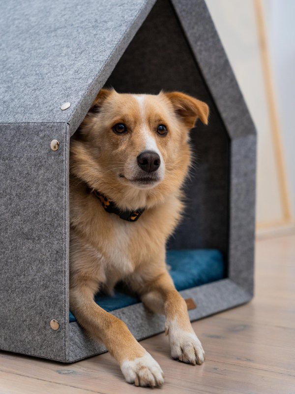 Pethome Perfekt hus til en hund og en kat - lysegrå/genanvendt
