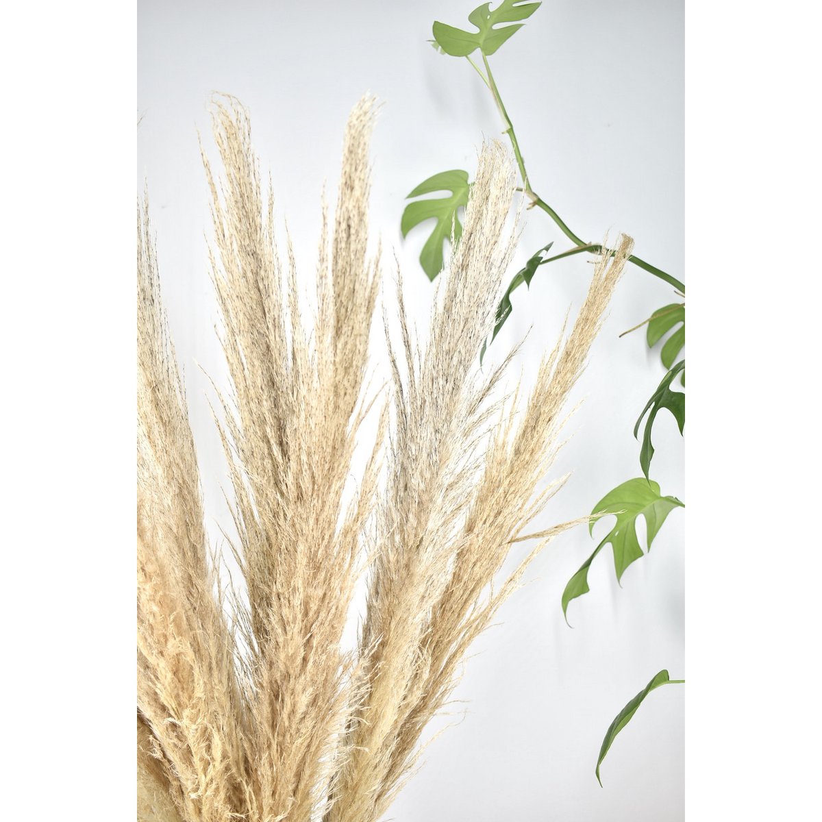 Pióropusze pampasowe - Cortaderia - naturalne