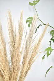 Pampas plumes - Cortaderia - naturlig