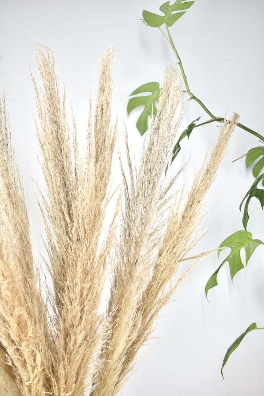 Pampas plumes - Cortaderia - naturlig