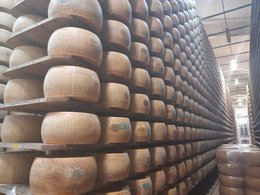 Parmigiano Reggiano DOP - 24 meses de crianza precio/ud