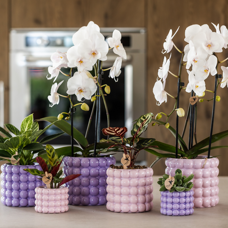 Kolibri Home | Poppy Sierpot - Purple - Ø9cm