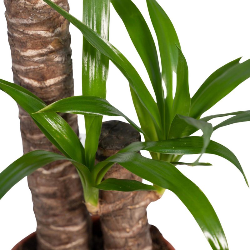 Yucca Elephantipes - Palm Lily - Ø17cm - ↕85cm