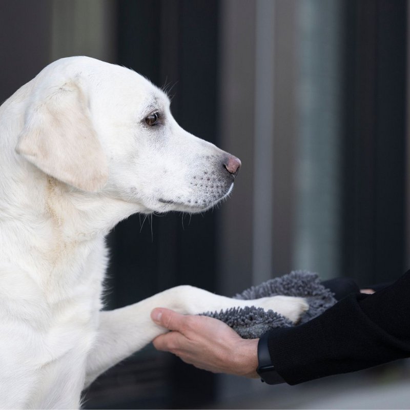 Hund tør handske hurtig tør grafit