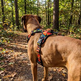 Tropical Y Comfort Harness
