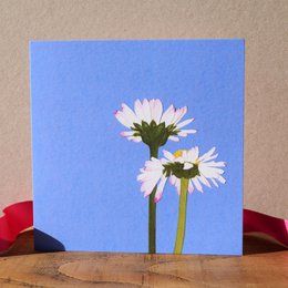 Daisy Card (tarjetas de flores)