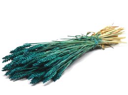 Weizen, ca. 180g, 60-65cm, petrol