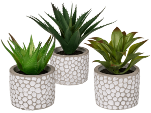 Decoration Succulents in white/grey cement pot,