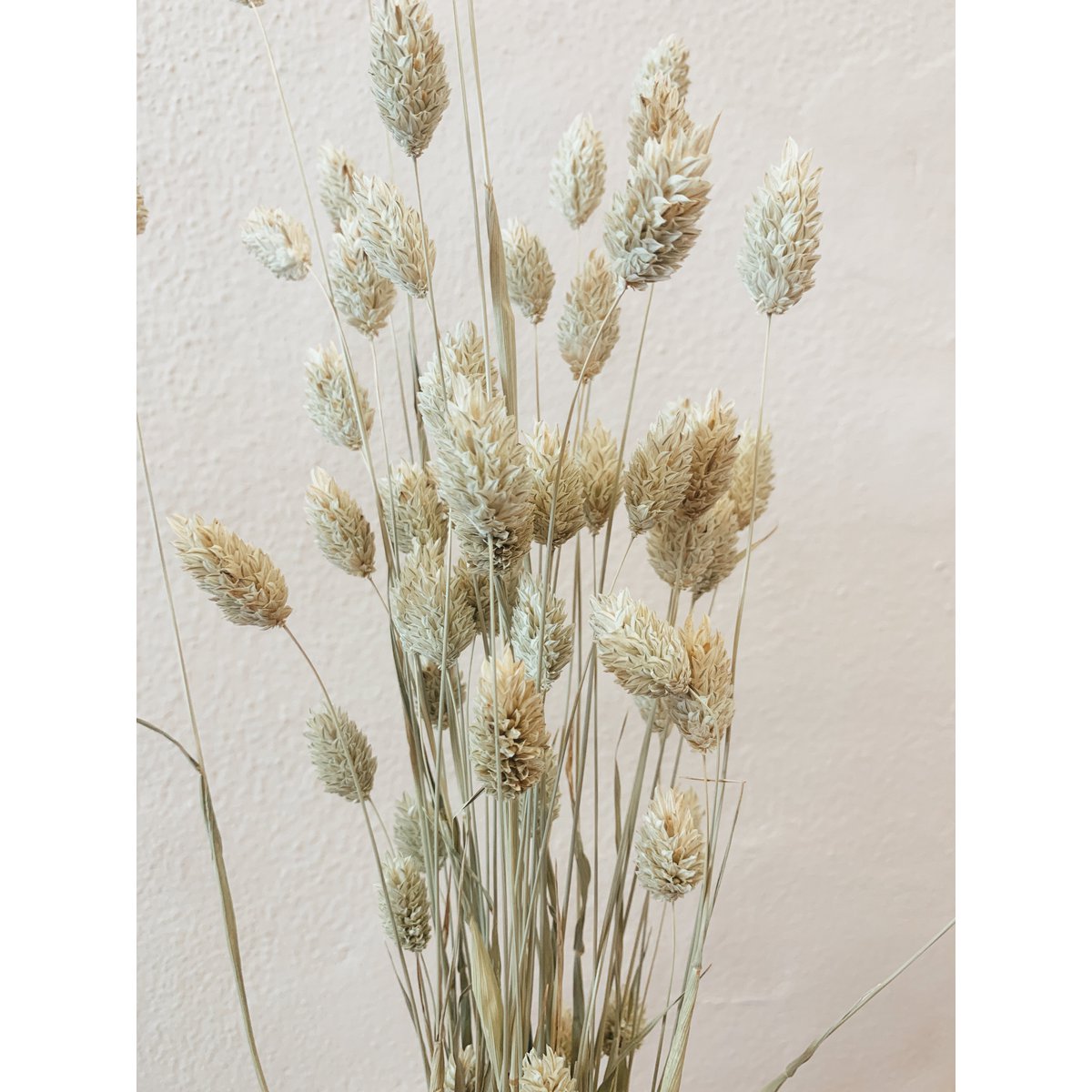 Naturalne suszone kwiaty Phalaris