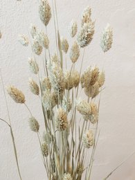 Naturalne suszone kwiaty Phalaris