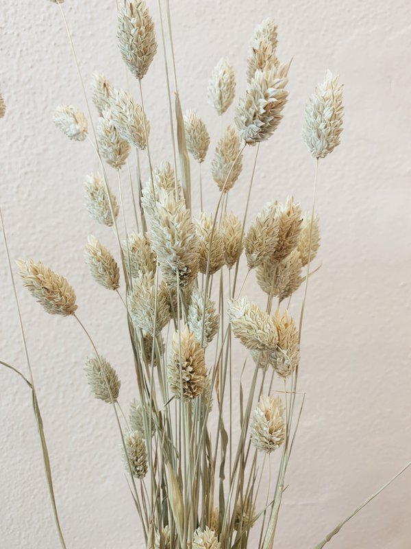 Naturalne suszone kwiaty Phalaris