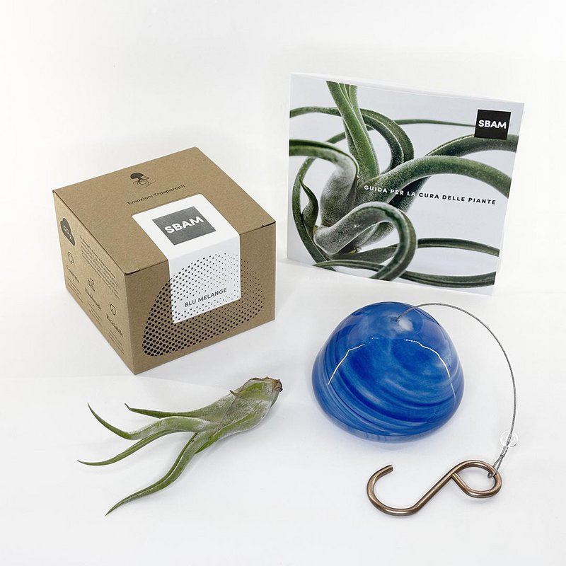 Kit de inicio JELILY (Colori Surtido + Pianta Tillandsia)
