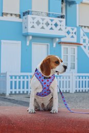 Imbracatura - Huelva