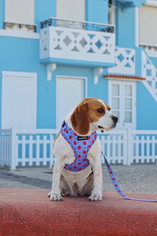 Imbracatura - Huelva