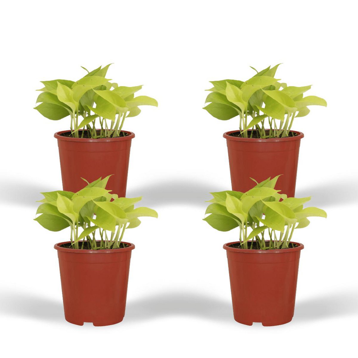 Epipremnum Golden Pothos - 4 pieces - ø12cm - ↕15cm