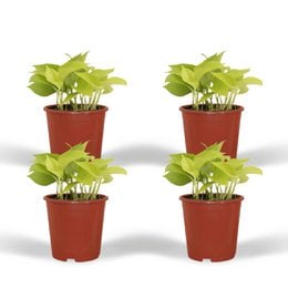 Four potted Epipremnum Golden Pothos plants with large, lush green leaves in red pots. The plants are approximately 12cm in diameter and 15cm tall.