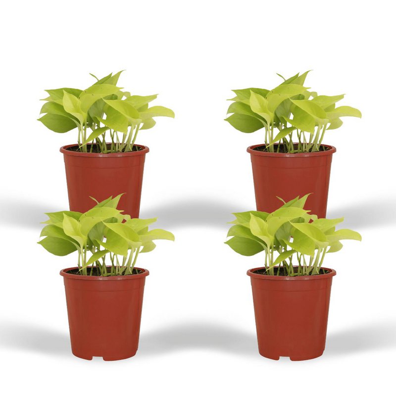 Epipremnum Golden Pothos - 4 pieces - ø12cm - ↕15cm