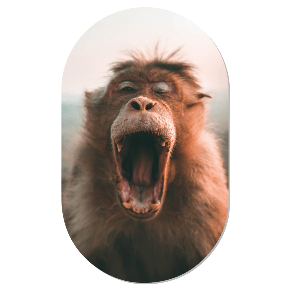 Wall oval monkey