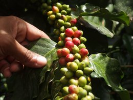 Espresso for Future (organic), 250g, whole bean
