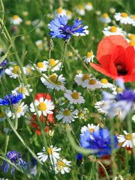 10 frøbomber i en pose: Vildblomstblanding