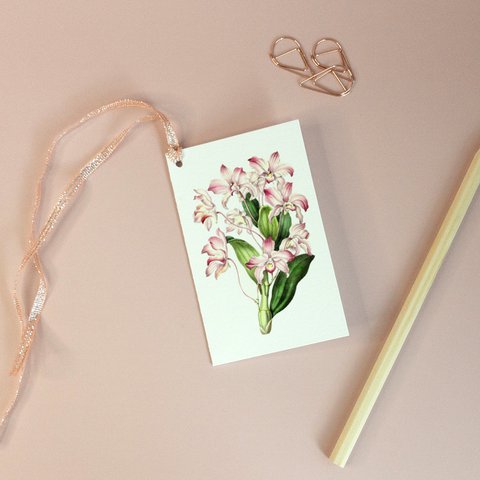 Pink Dendrobium, Gift Tag - Botanical Vintage