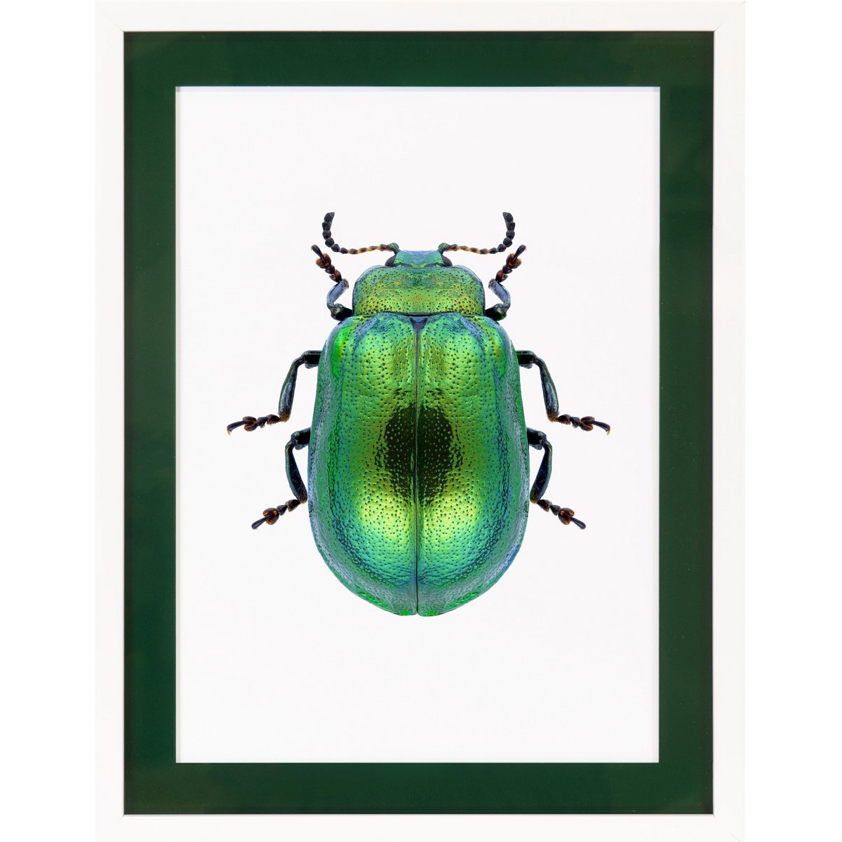 Frame picture with acrylic passepartout - Pop Beetle