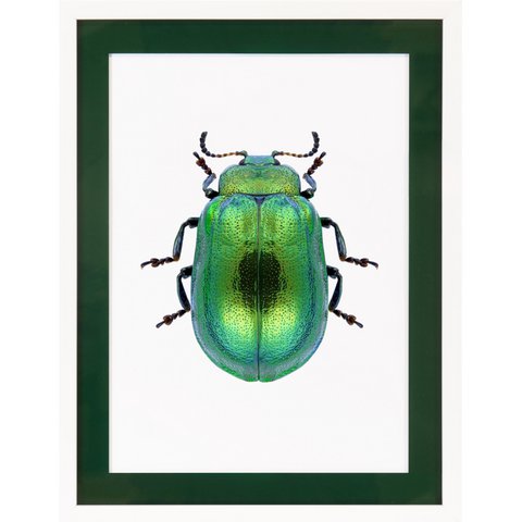 Frame picture with acrylic passepartout - Pop Beetle