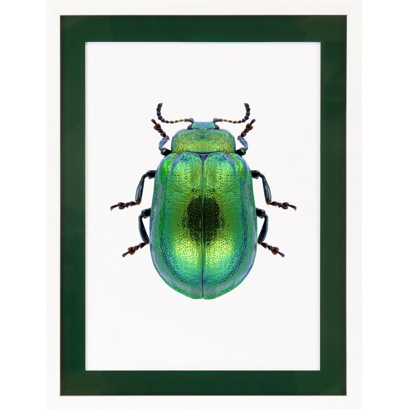 Marco para cuadro con paspartú acrílico - Pop Beetle