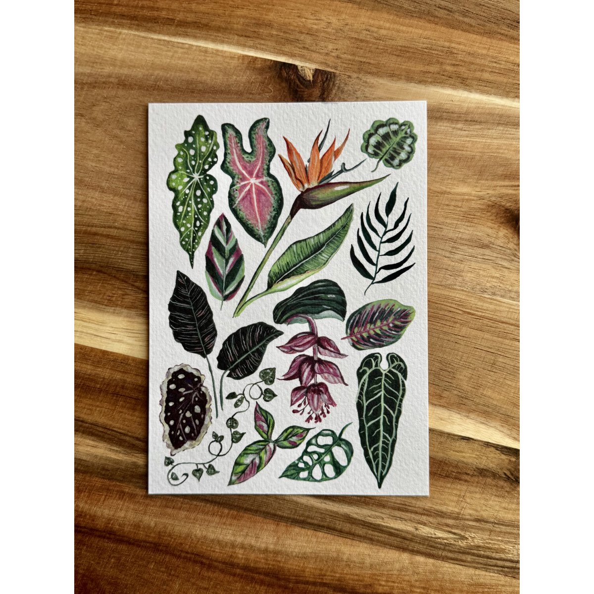 Postcard 'Houseplants'