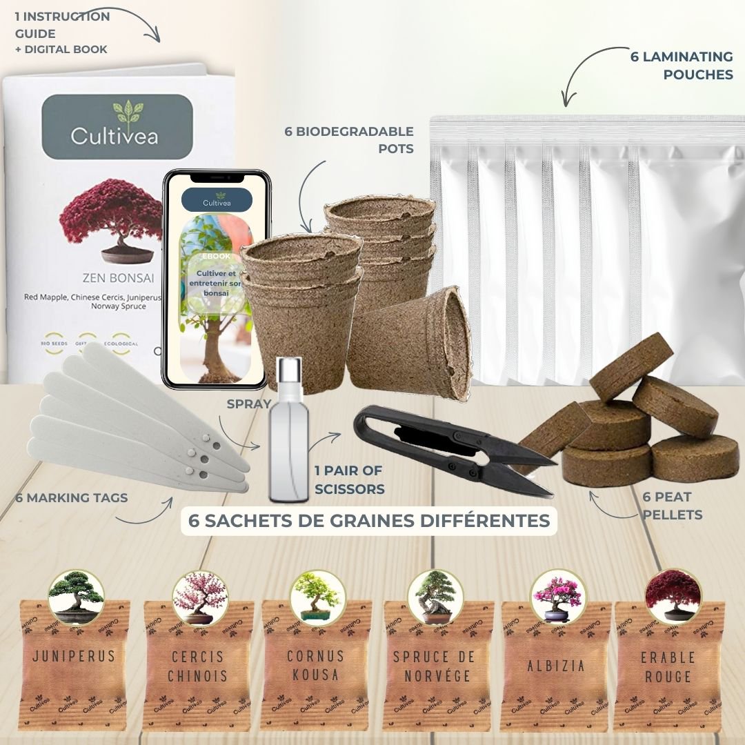 CULTIVEA® Ready to Grow Kit 6 Bonsai – Garten gestalten und dekorieren – Weihnachtsgeschenkidee (Roter Ahorn, Chinesischer Cercis, Juniperus, Liquidambar, Gemeine Fichte)