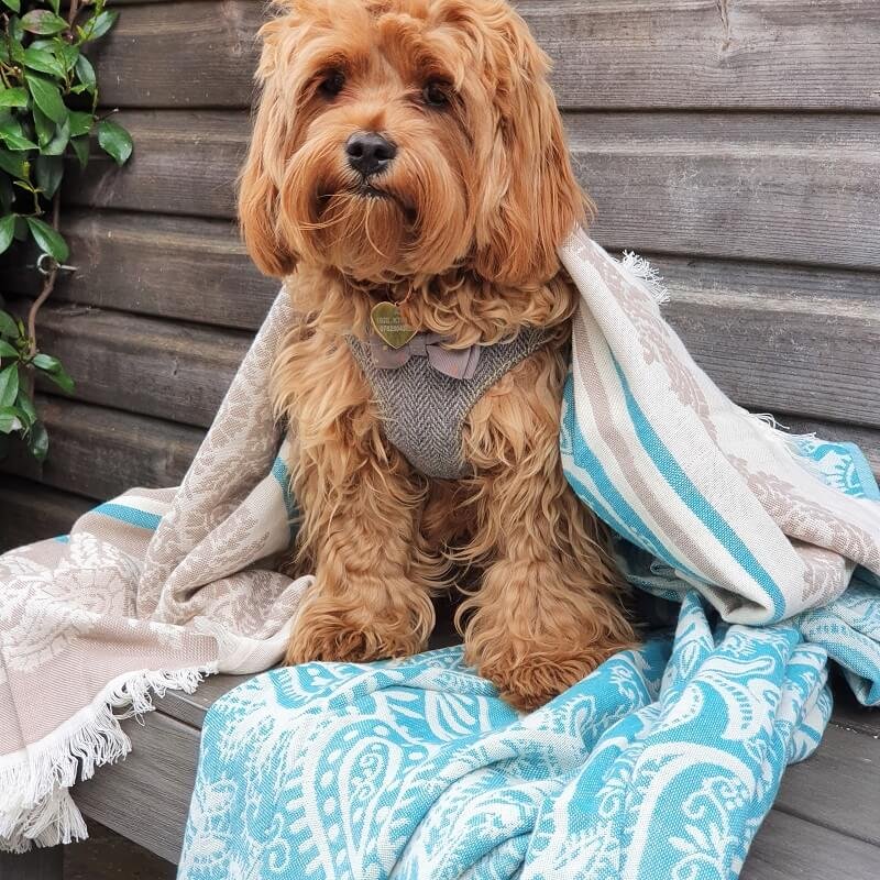 Dolce dubbellaags paisley katoenen plaid