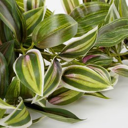 Kunst hangplant Tradescantia Groen