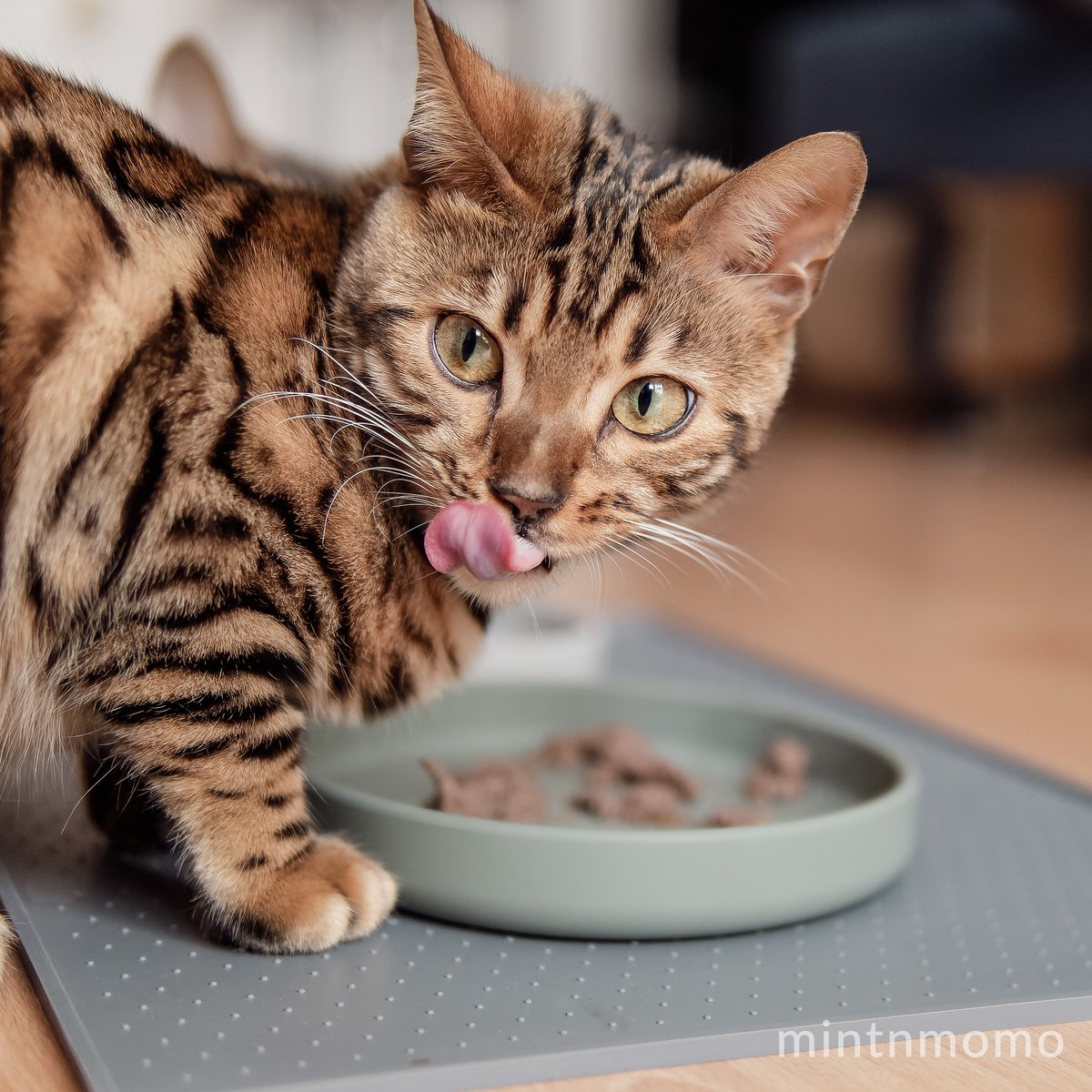 ne&no® Silikon Futterschale - Schnurrhaarfreundlich - extra flach - für Katzen