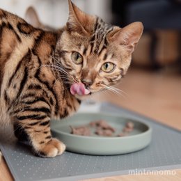 ne&no® Silikon Futterschale - Schnurrhaarfreundlich - extra flach - für Katzen