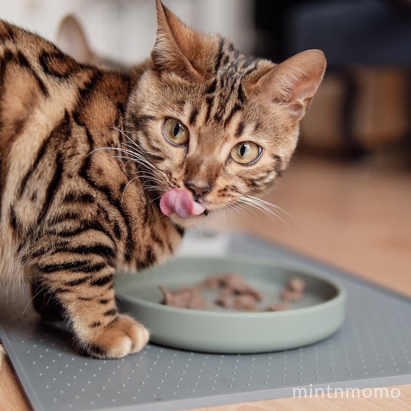 ne&no® Silikon Futterschale - Schnurrhaarfreundlich - extra flach - für Katzen
