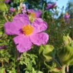 TOFILLO WELLNESS – Kruidentheemengsel Pepermunt & Cistus Incanus