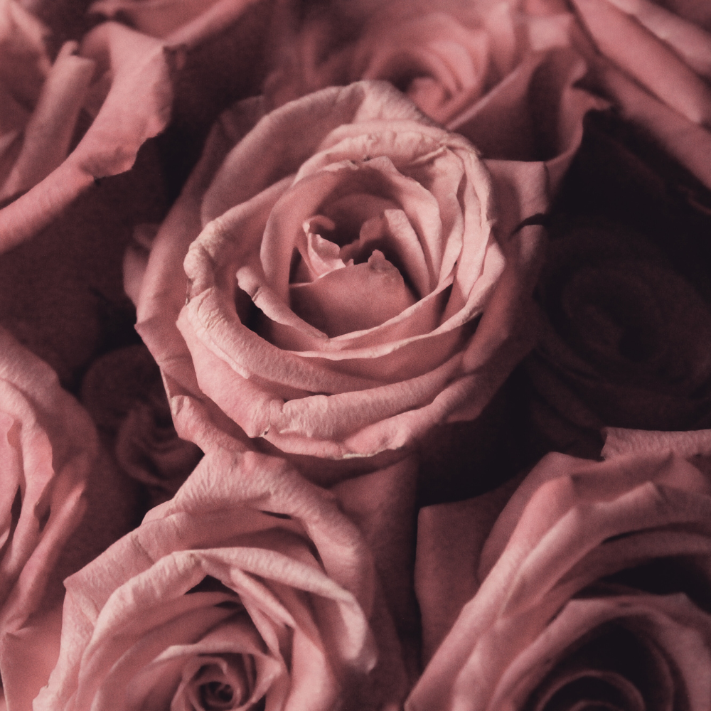 Rose hydrosol