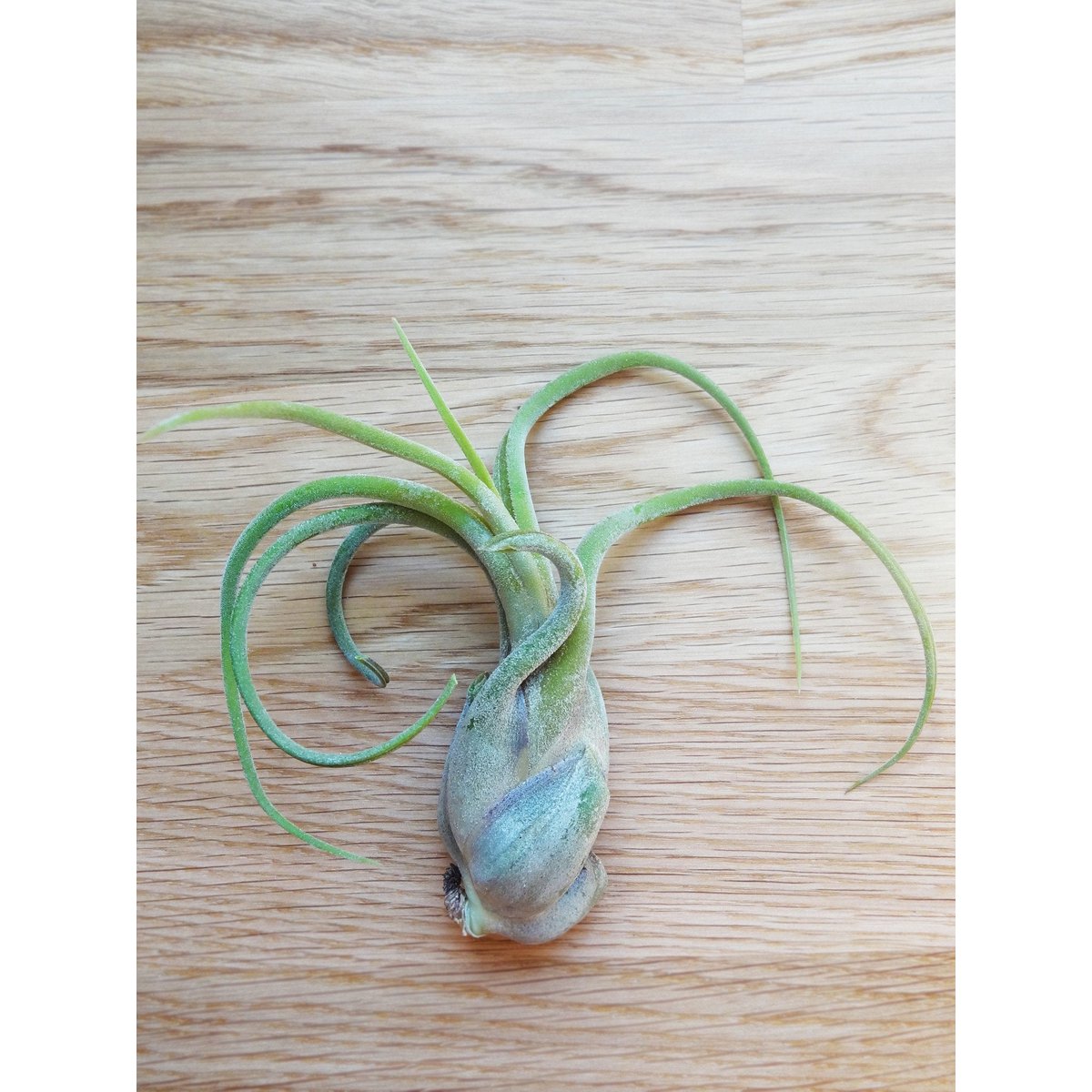 Tillandsia Caput-Medusa