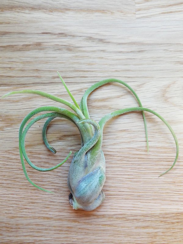 Tillandsia Caput-Medusa