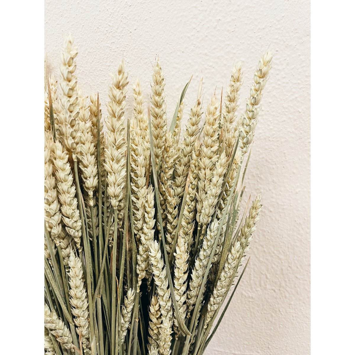 Tarwe natuurlijke gedroogde bloemen