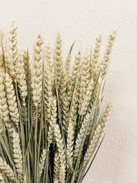 Hvede naturlige tørrede blomster