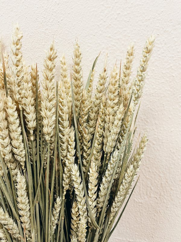 Hvede naturlige tørrede blomster