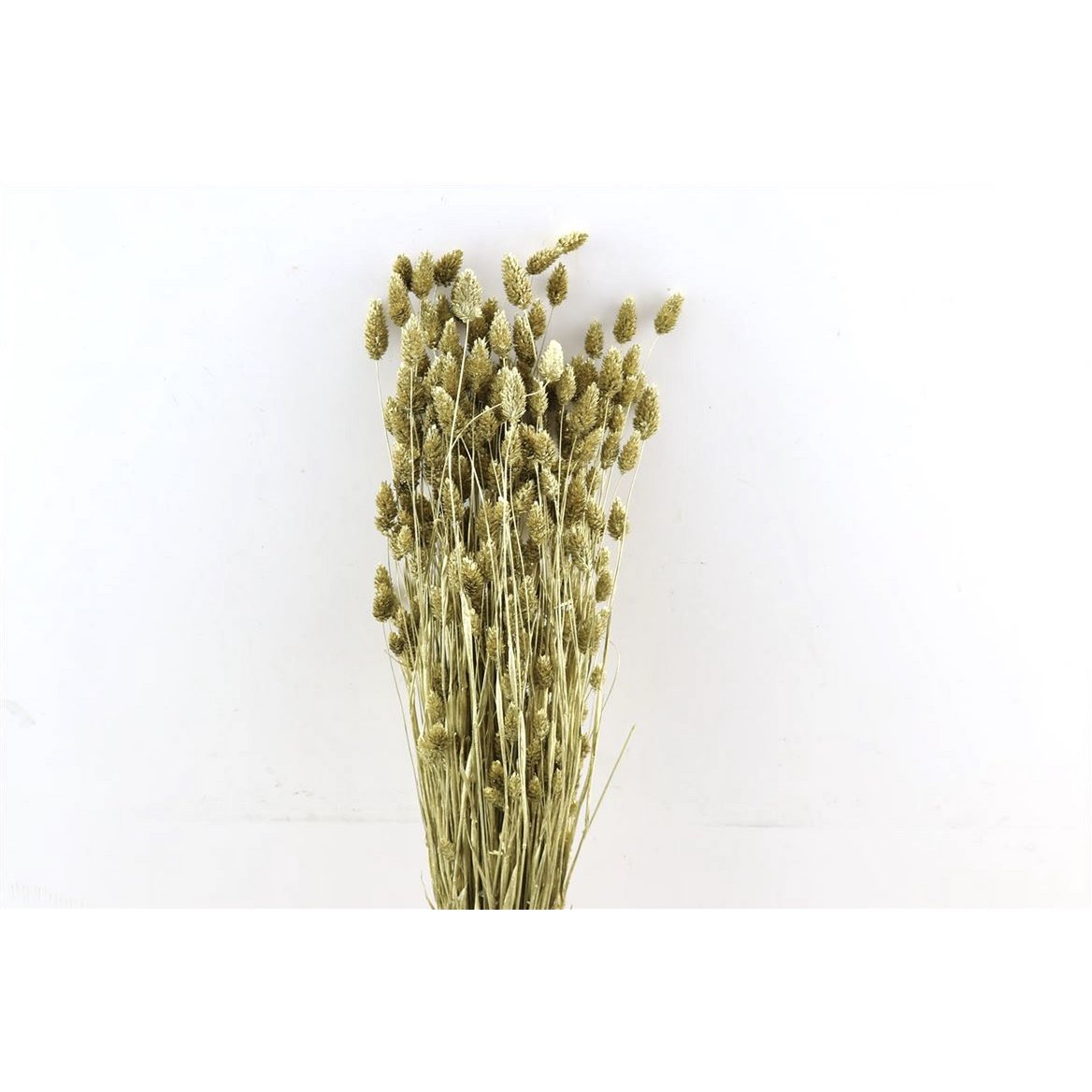 Phalaris - 60 cm - Kwiaty suszone