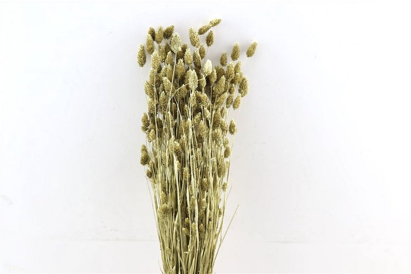 Phalaris - 60 cm - Dried flowers