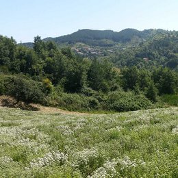 Mountain oregano from Calabria, 30g can