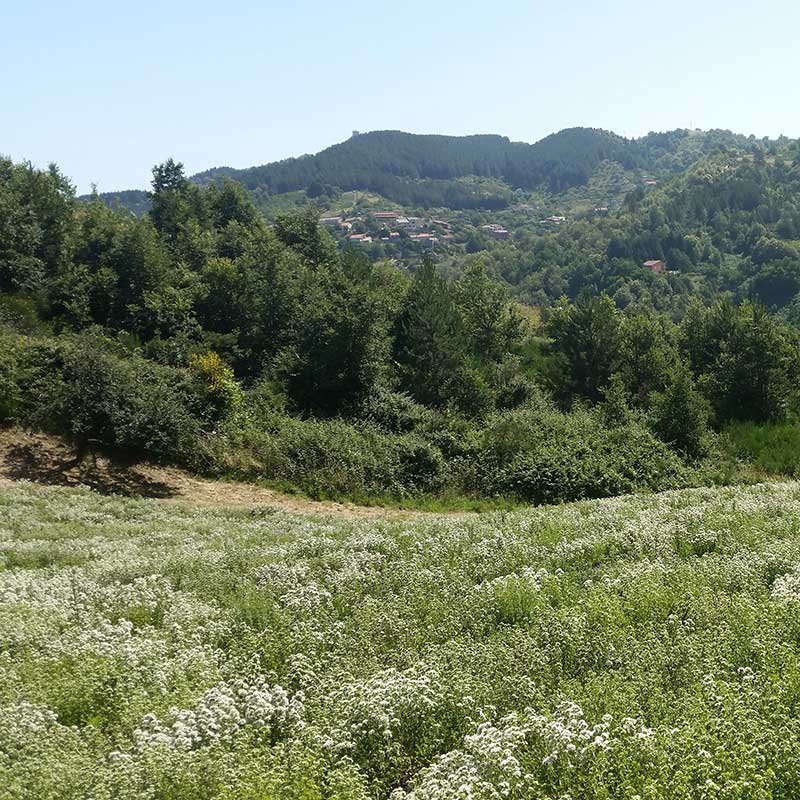 Mountain oregano from Calabria, 30g can