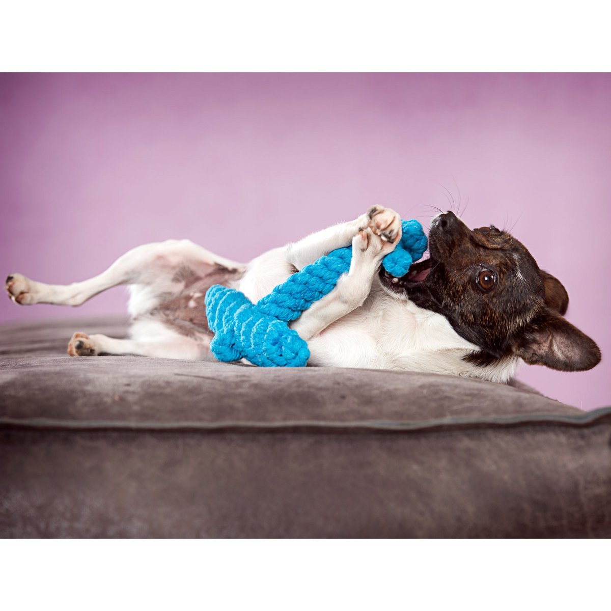 Angela Anker - cult toy for dogs