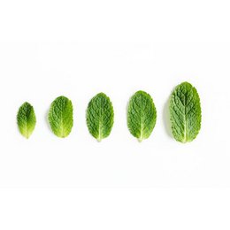 BIO-Zahnpasta mit Pfefferminzpaste